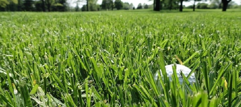 Cỏ Perennial Ryegrass dễ trồng, dễ chăm sóc, phù hợp với khí hậu Châu Á