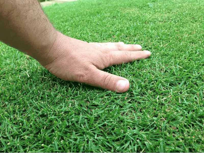 Chăm sóc sân golf thường xuyên để cỏ có độ mềm mịn, ẩm vừa phải