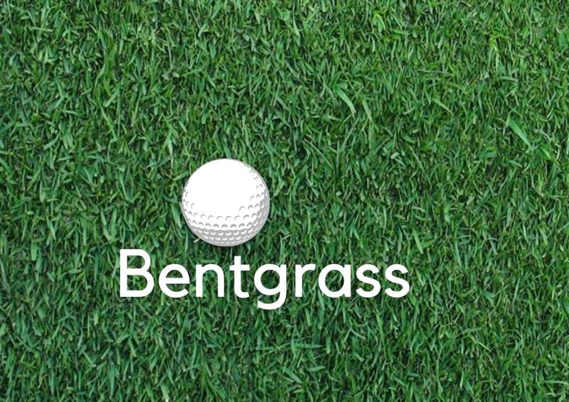 Cỏ Bentgrass có độ bền cao
